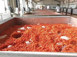 万通蒙根花食品加工厂进行脱水蔬菜生产 番茄